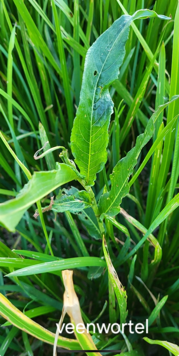 Een groene plant tussen gras, met de tekst "veenwortel" onderaan.