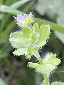 Groene plant met donzige bladeren en een kleine paarse bloem in close-up.