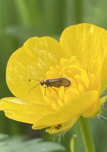 Kleine insect op gele boterbloem, close-up, tegen een groene achtergrond.