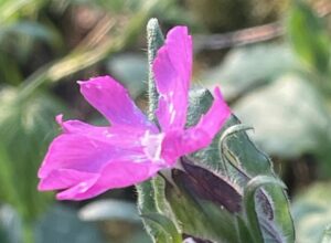 Roze bloem met groene bladeren, close-up, wazige achtergrond.