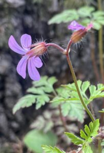 Paarse bloem met vijf blaadjes en groene bladeren, tegen een wazige achtergrond.