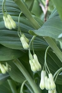 Groene bladeren met hangende, witte klokvormige bloemen.