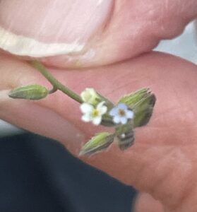 Een hand houdt een klein takje met witte bloemetjes vast.