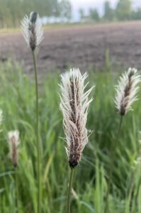 Bloeiende graspluimen op een veld, tegen een wazige achtergrond van bomen en aarde.