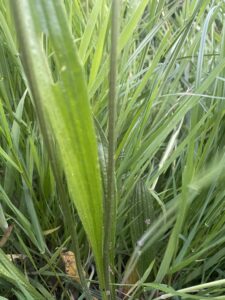 Groene grassprieten en bladeren in close-up gefotografeerd, met enkele drooggevallen stengels.