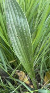 Groot, groen blad met groeven en kleine gaatjes tussen dichte begroeiing van gras.