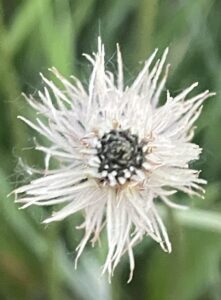Close-up van een witte bloem met dunne bloemblaadjes tegen een groene achtergrond.