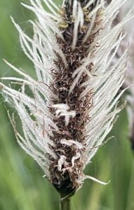 Close-up van een bloeiende grassoort met pluizige, witte haren en een groene achtergrond.