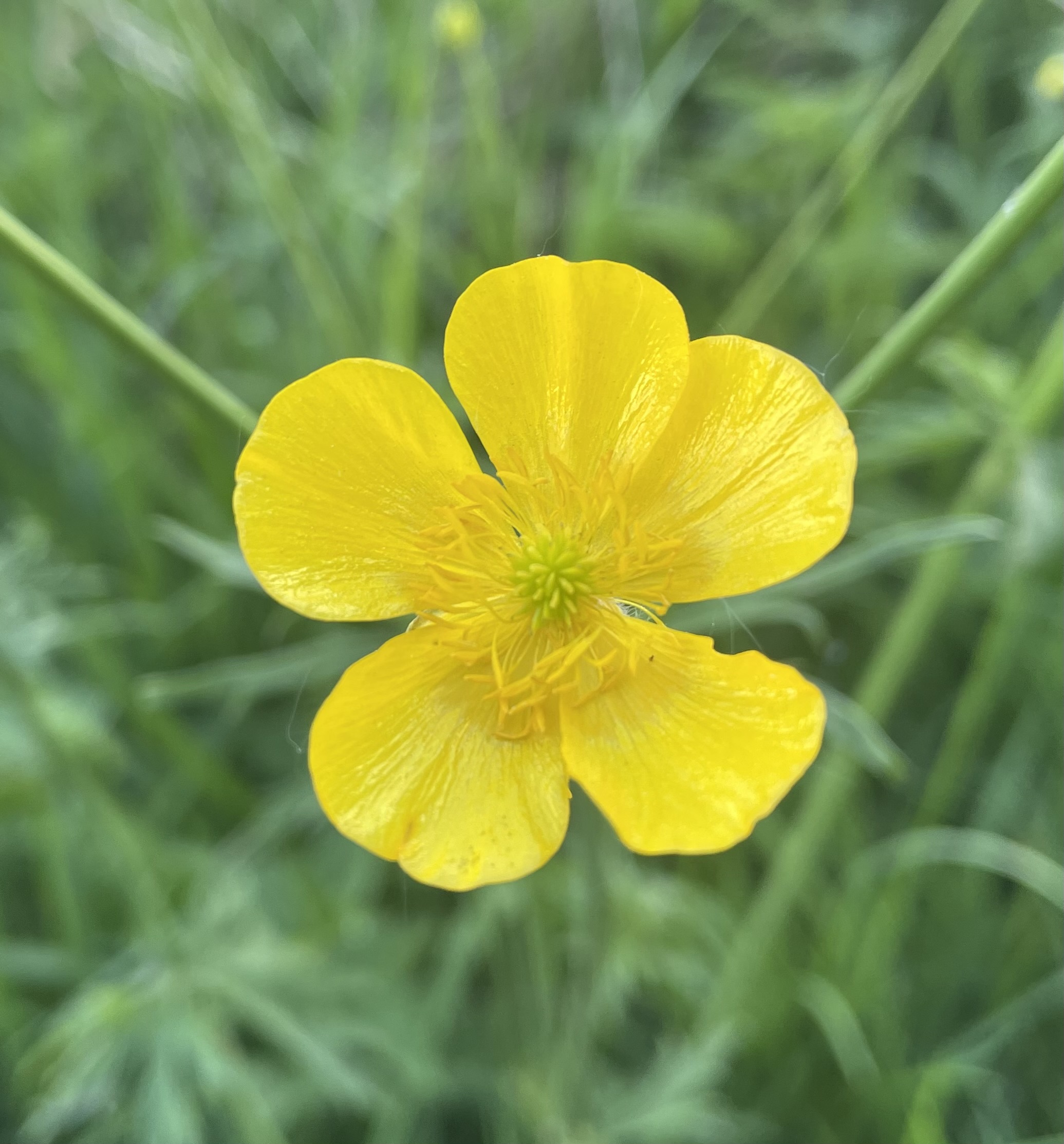 Gele boterbloem met vijf bloemblaadjes tegen een achtergrond van groene bladeren.