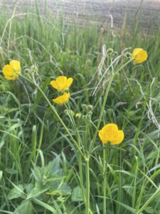 Gele bloemen in hoog gras, met onscherpe groene achtergrond.