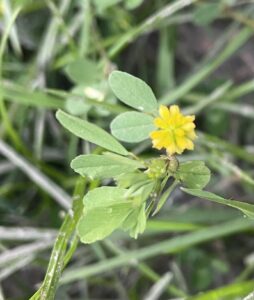 Gele bloem met groene blaadjes in gras.