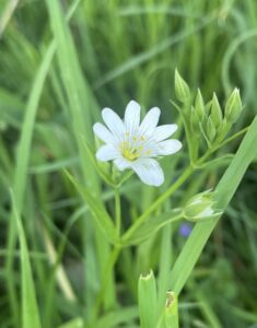 Witte bloem met gele meeldraden te midden van groene bladeren en knoppen.