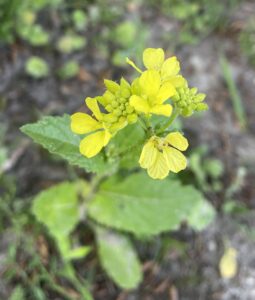 Gele bloemen met groene knoppen en bladeren op een vage achtergrond van aarde en planten.