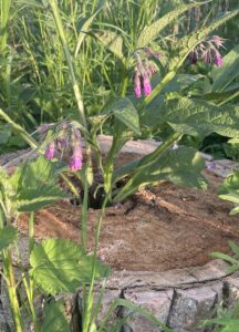 Paarse bloemen groeien uit een boomstronk met groene bladeren in een weelderige omgeving.