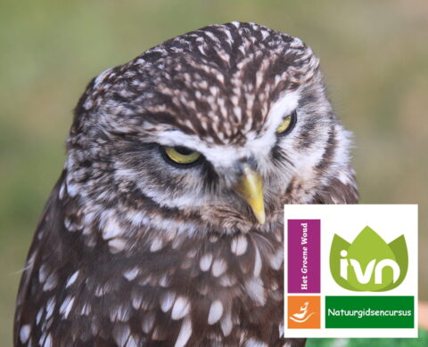 Bruine uil close-up met IVN Natuurgidscursus en Het Groene Woud logo in de hoek.