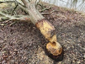 Omgevallen boom door knaagsporen naast een rivier, omringd door natte bladeren en aarde.