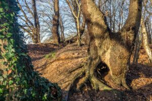 Hakhout op Sint-Odaberg Vressel