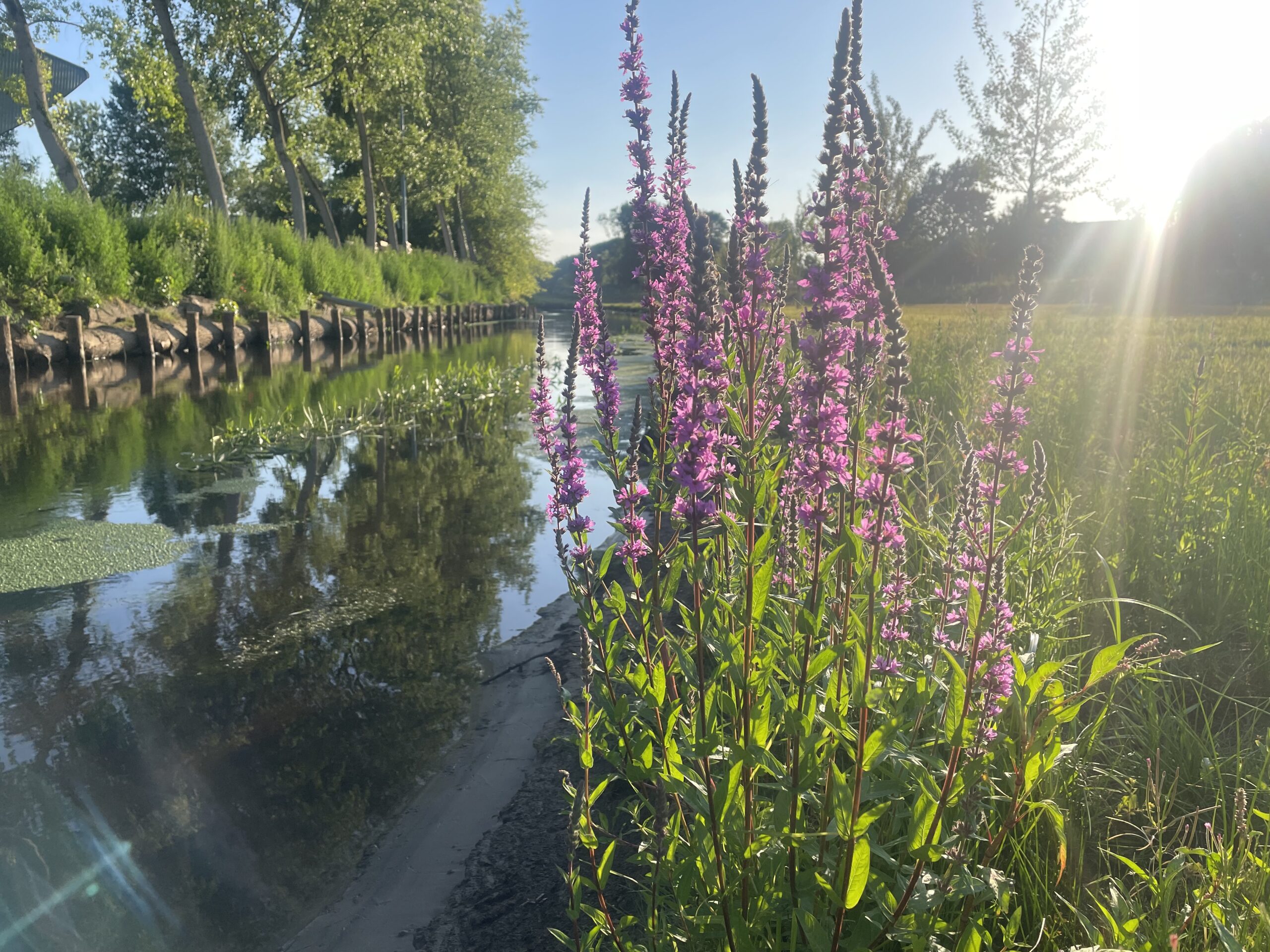 Paarse bloemen langs een rivier bij zonsopgang, met bomen weerspiegeld in het water.