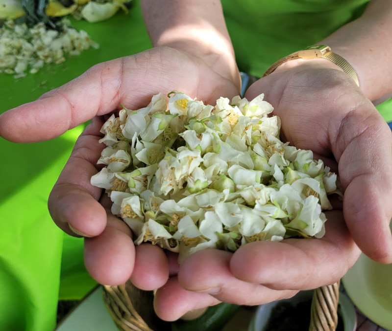 Handen houden een hoopje witte bloemen tegen een groene achtergrond.