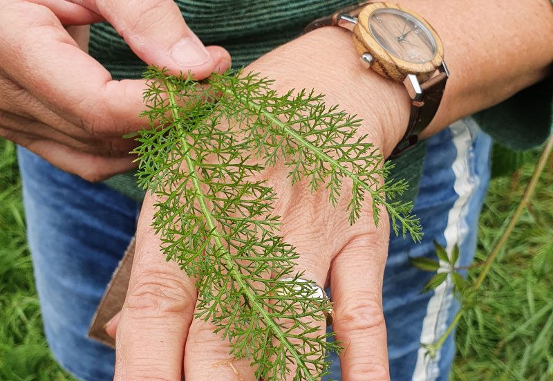 Hand houdt fijn vertakt groen blad vast; persoon draagt een houten horloge.