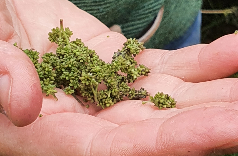 Hand met kleine groene bloemetjes op een gedempt groene achtergrond.