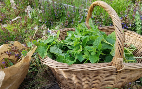 Rieten mand met verse groene bladeren in een grasrijke omgeving.