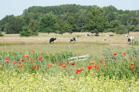 Weide met grazende koeien, rode klaprozen op de voorgrond en bomen op de achtergrond.