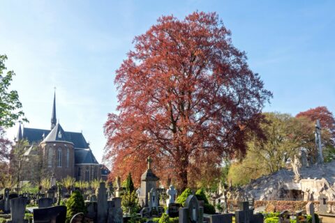 Begraafplaats met grote rode boom en kerk op de achtergrond, omgeven door oude grafstenen.
