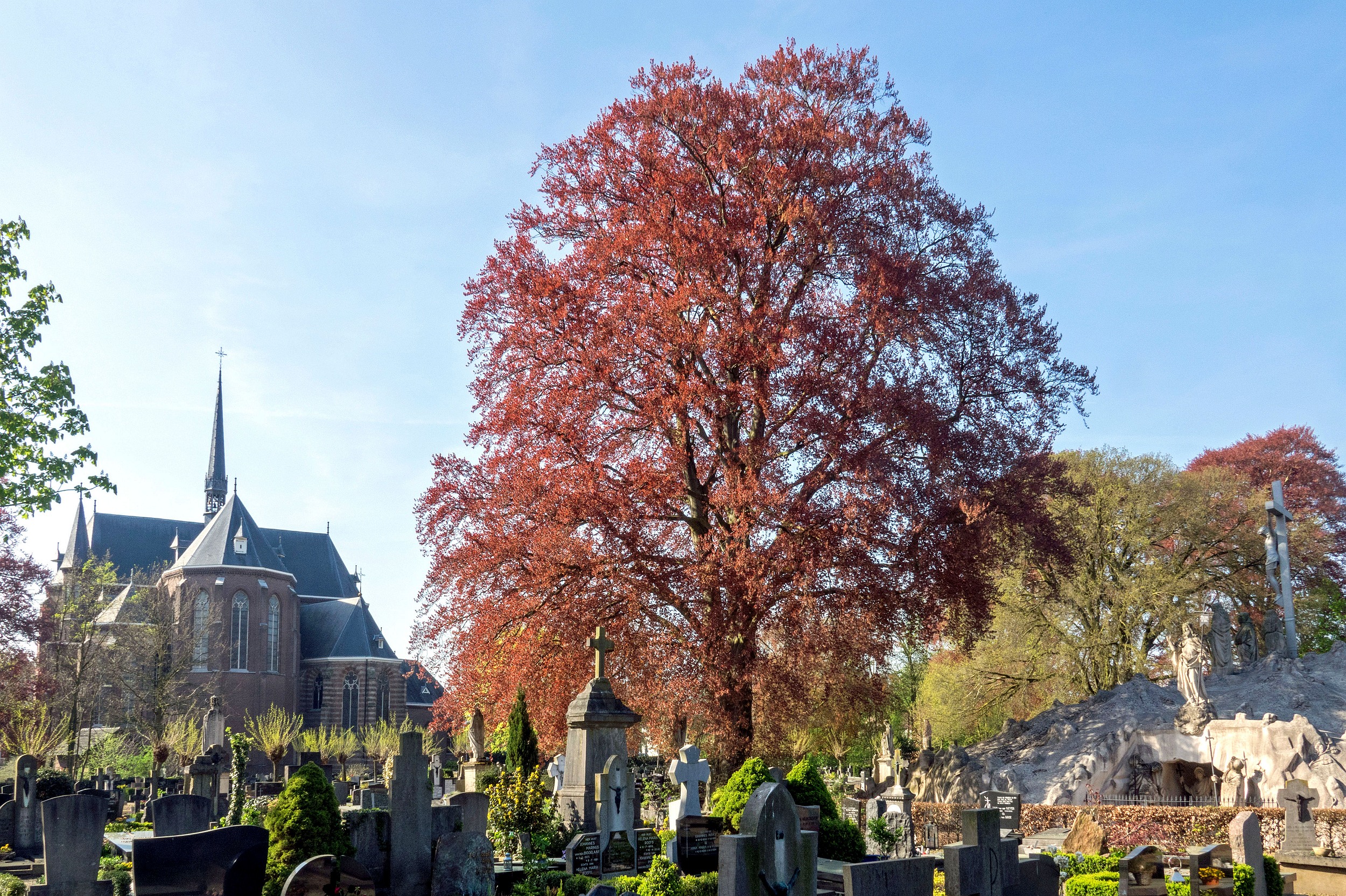 Begraafplaats met grote rode boom en kerk op de achtergrond, omgeven door oude grafstenen.