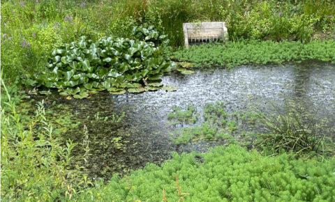 Een groene vijver met waterplanten en een betonnen afvoer in een weelderig natuurrijk gebied.
