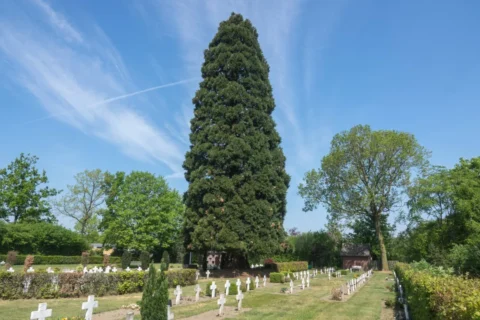 Begraafplaats met witte kruizen en een grote, hoge boom tegen een blauwe hemel.