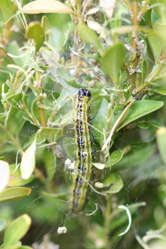 rups van de buxus mot
