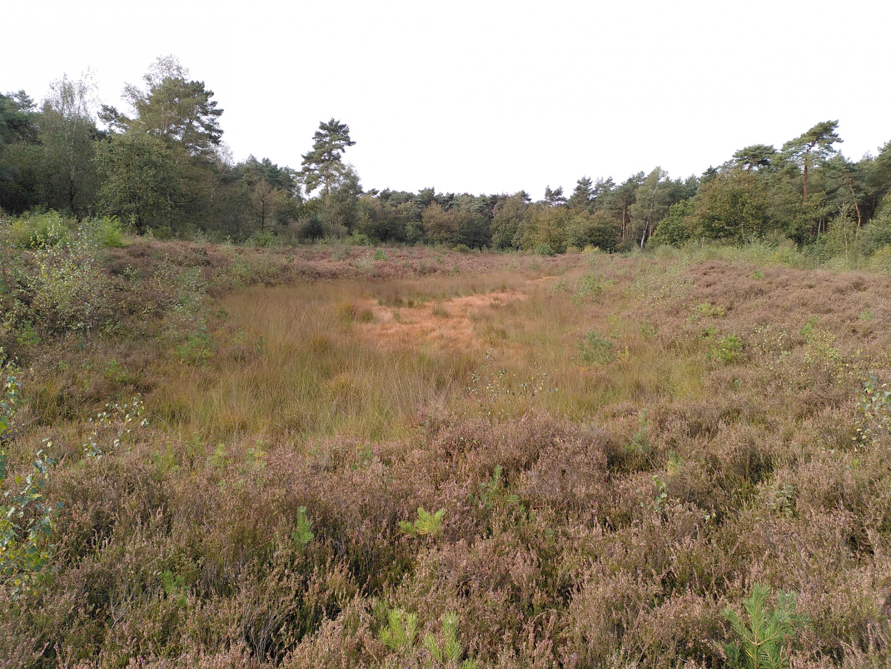 Stiltewandeling in het Vresselse bos