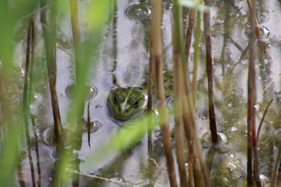 Kikker in een vijver verstopt tussen rietstengels.