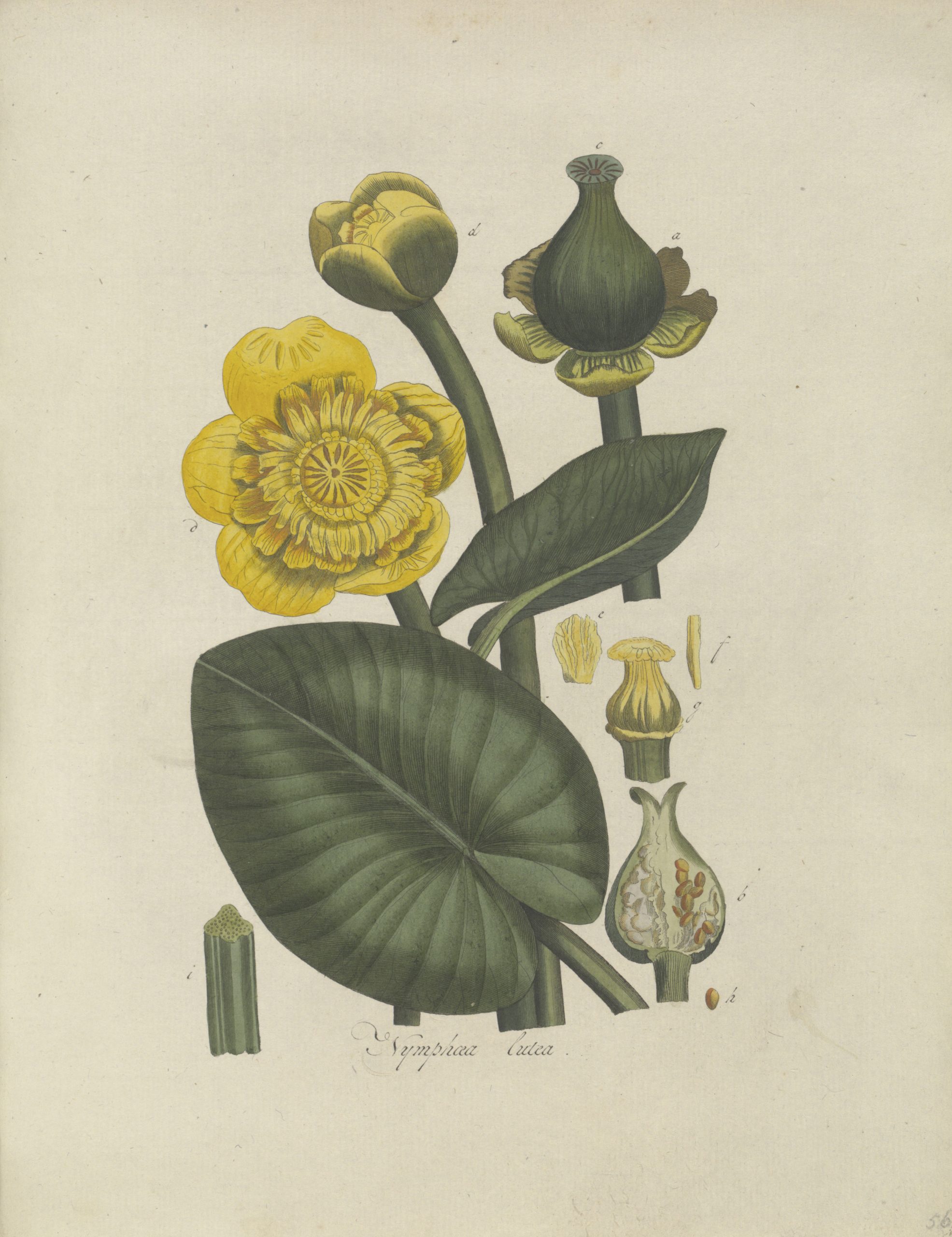 flora batava