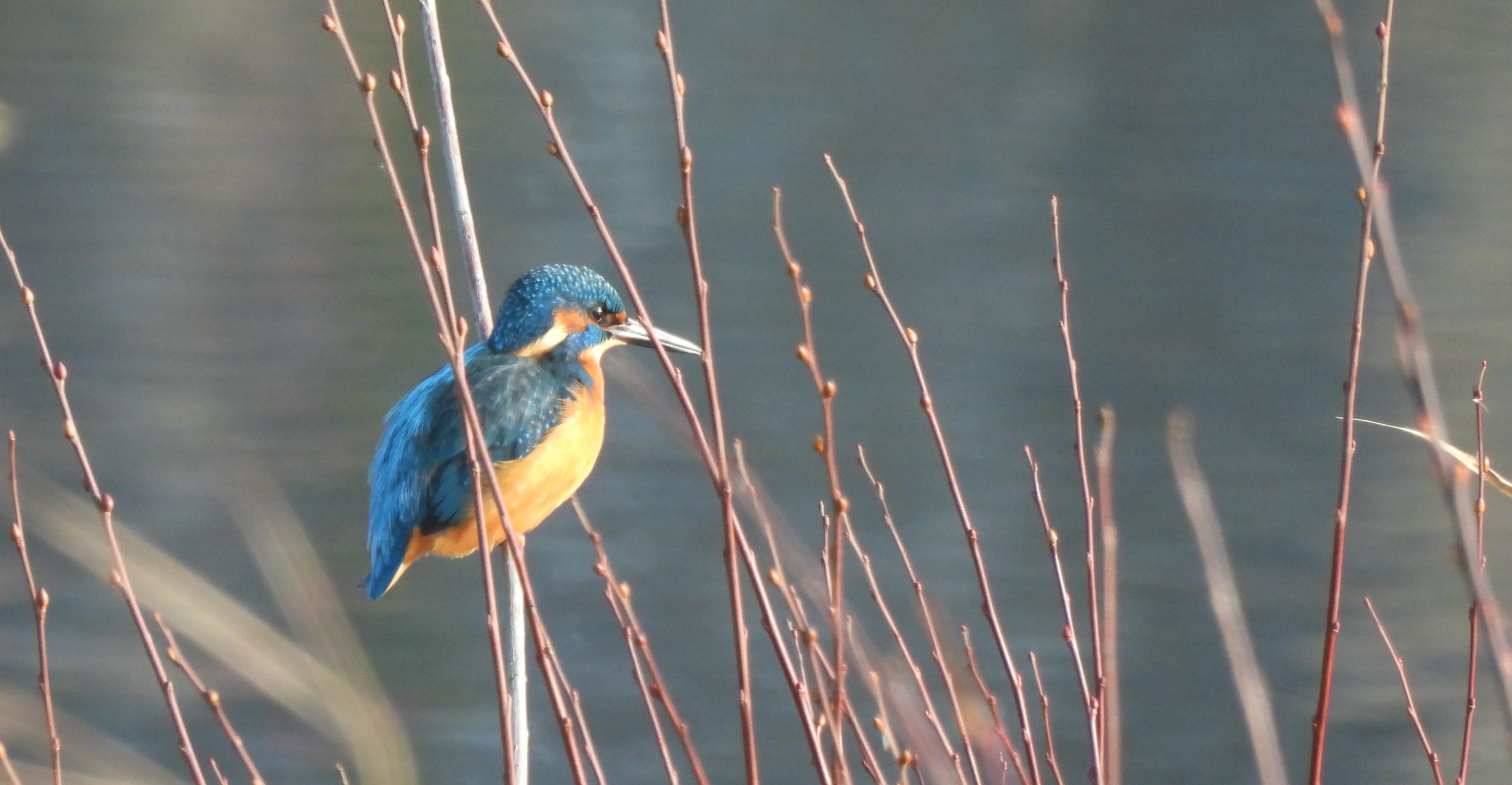 ijsvogel