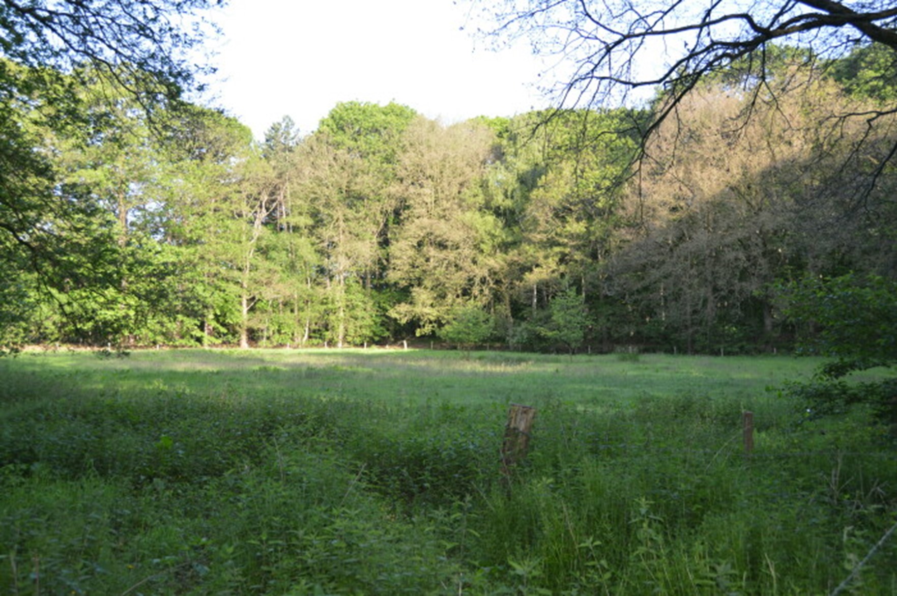 Weide, bosgebied west