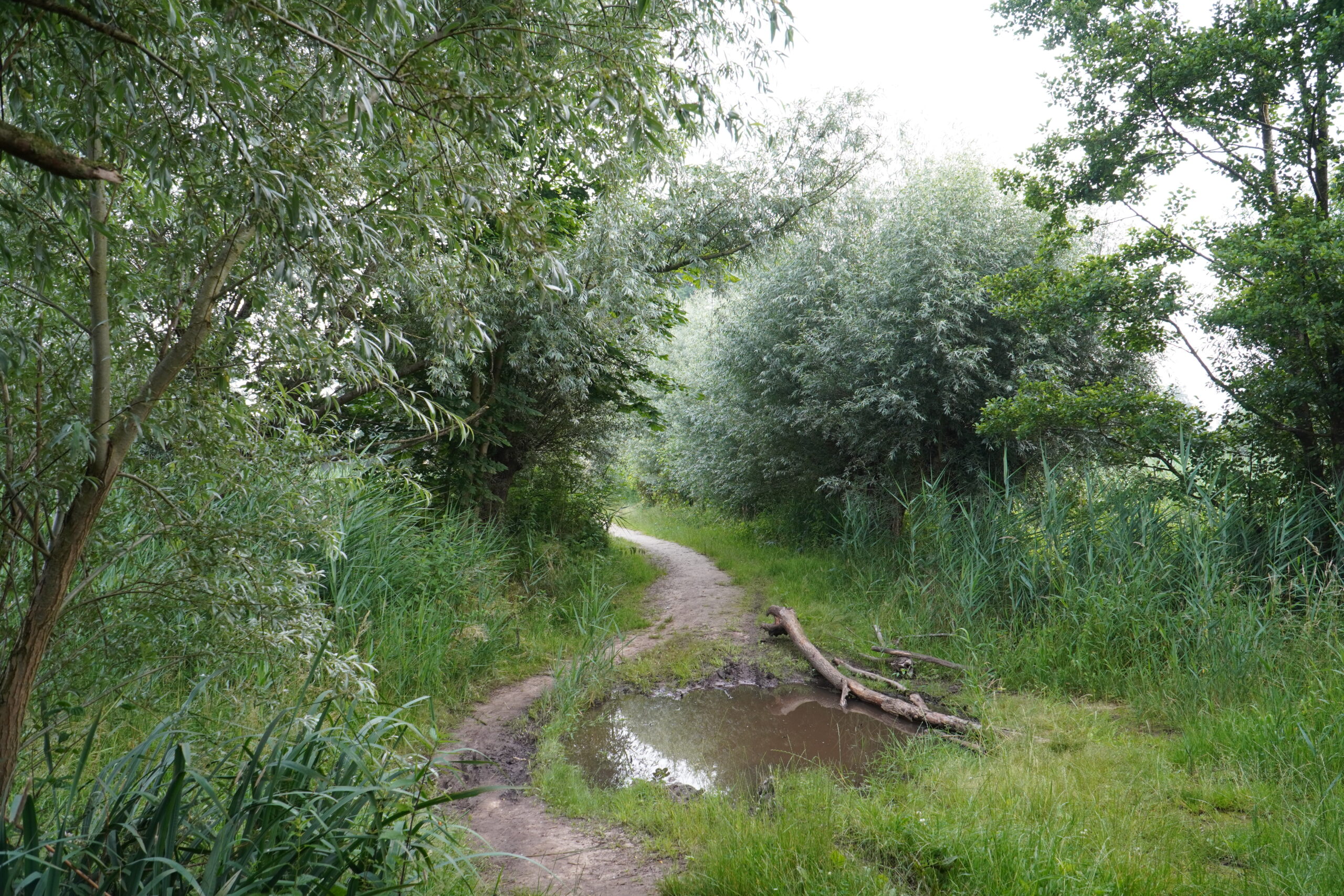 Bosrijk pad met plassen en omringd door groene bomen en struiken.