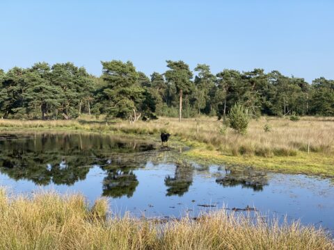 Weide met vijver, bomen op achtergrond, solitaire zwarte koe dichtbij het water.
