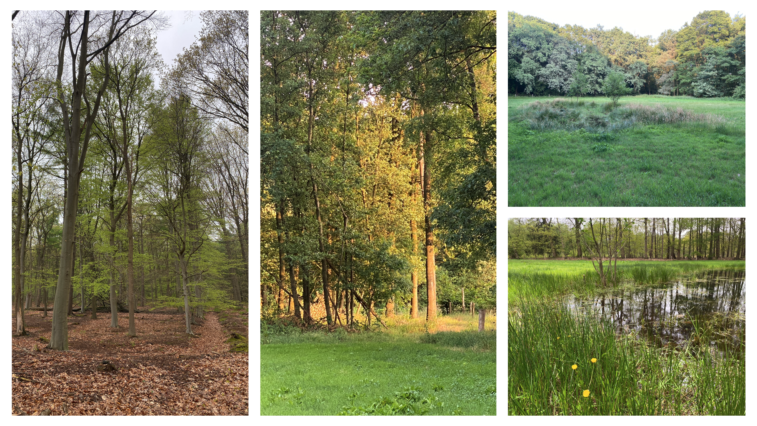 Vier foto's van boslandschap: bomen, grasveld en vijver met riet en bloemen.