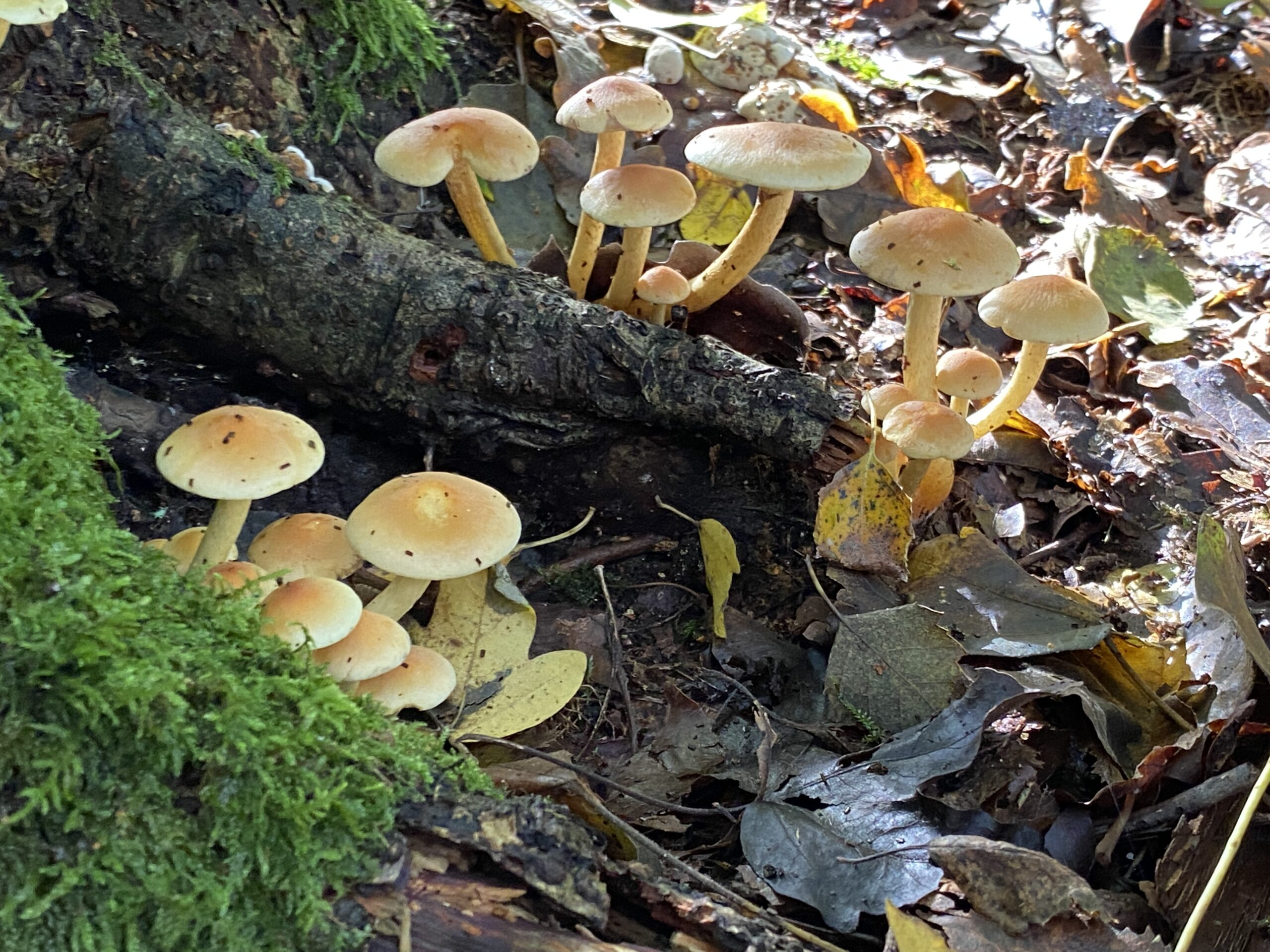 Kleine paddenstoelen groeien tussen bladeren en mos op een bosgrond.