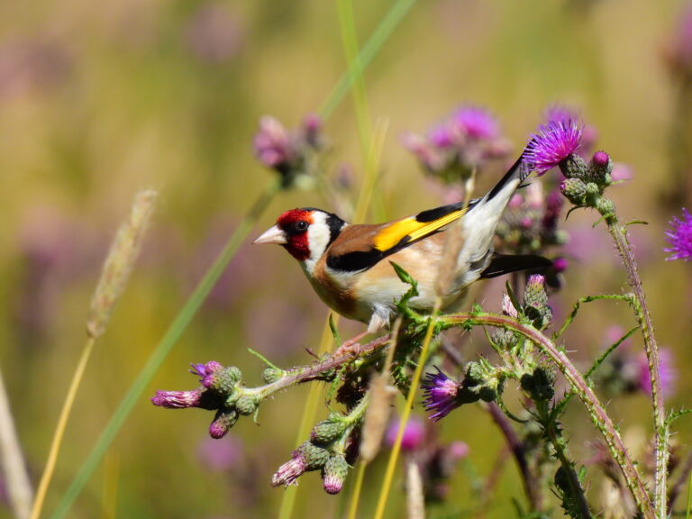 Putter op een distelbloem, omringd door groen en paarse tinten.