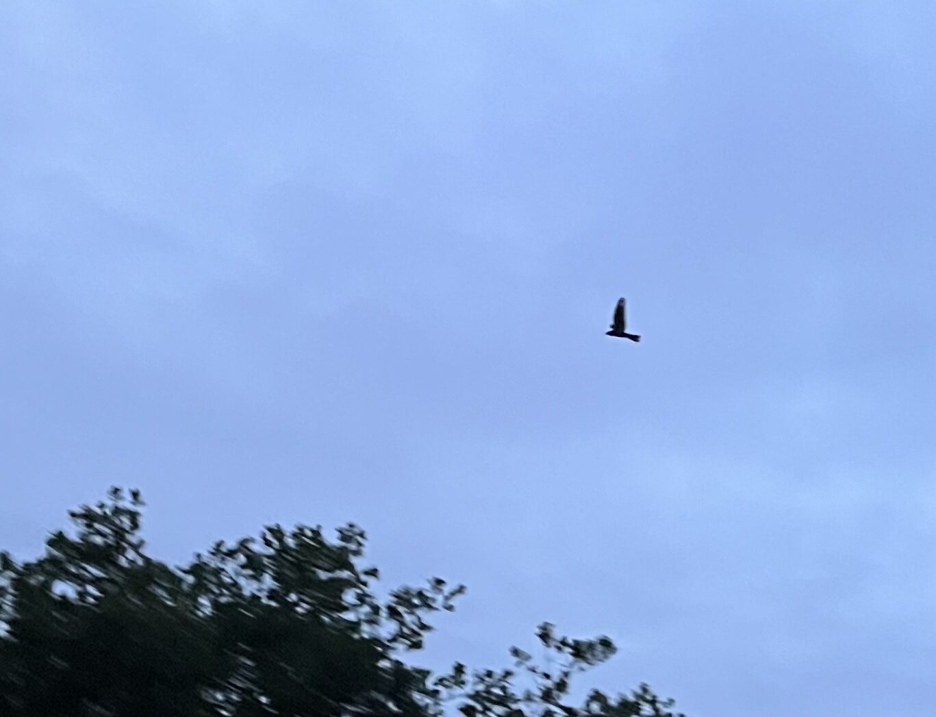 Vliegende vogel tegen bewolkte hemel, met silhouetten van bomen op de voorgrond.