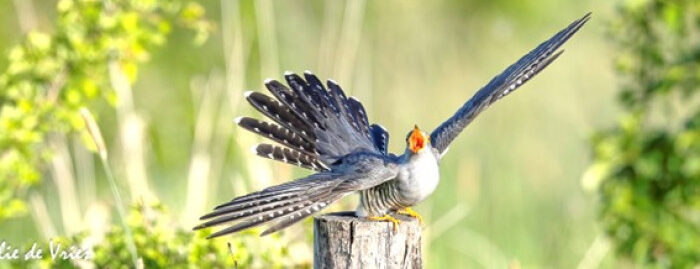 Een vogel met gespreide vleugels zit op een houten paal in een groene omgeving.