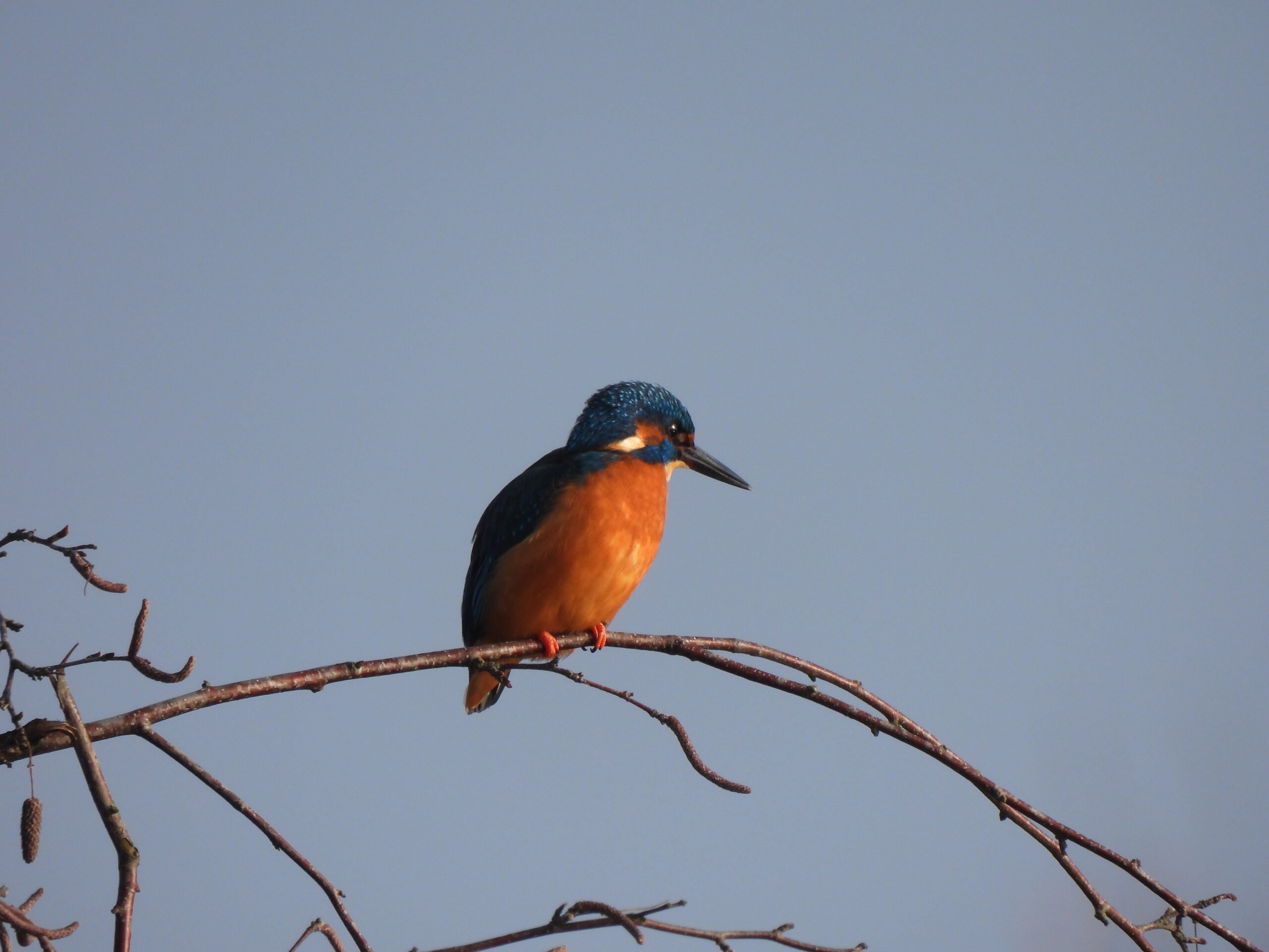 IJsvogel met blauwe en oranje veren zit op een kale tak tegen een heldere lucht.