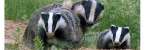 Drie dassen in het gras: twee volwassen en een jong, met kenmerkende zwart-witte gezichten.