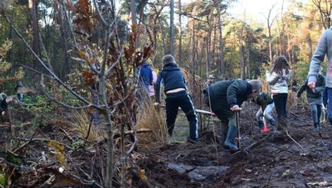 Mensen planten bomen in een bos, omgeven door herfstbladeren en naaldbomen.