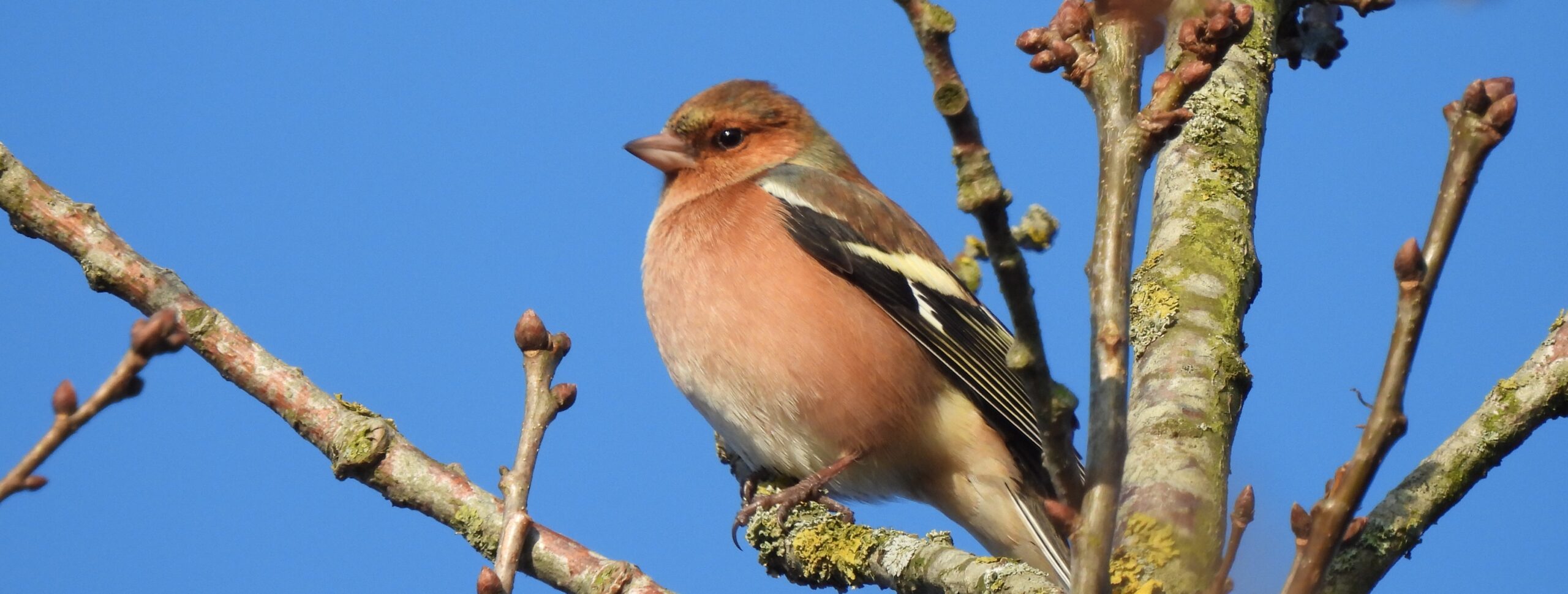 Vink zit op een tak tegen een blauwe lucht.