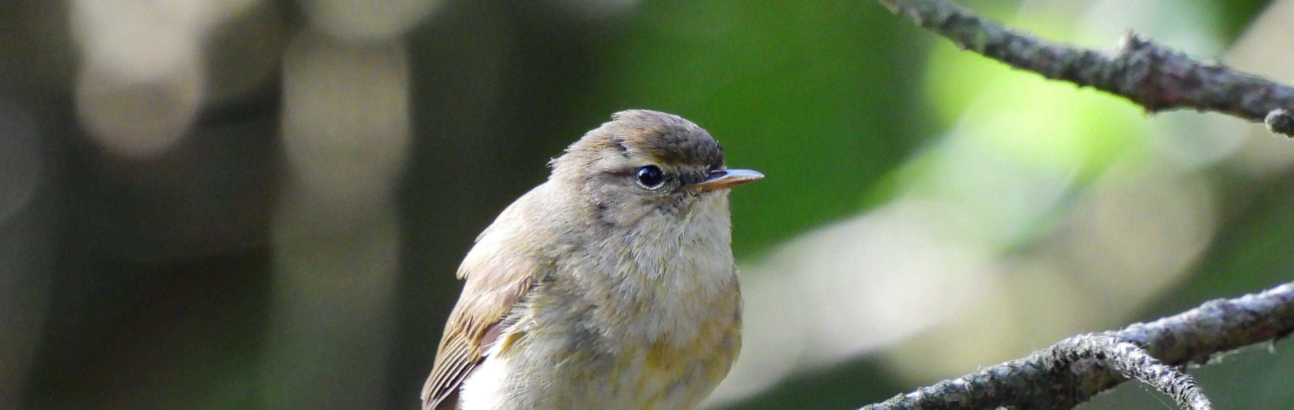 Kleine vogel zit op een tak in een groene, onscherpe achtergrond.