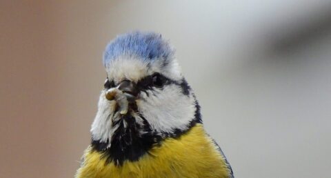 Close-up van een pimpelmees met een insect in zijn snavel.